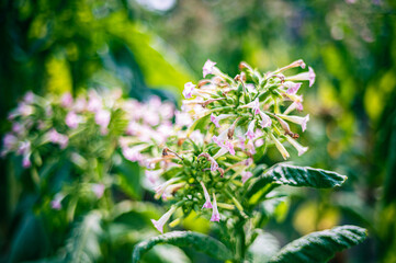 pink and white flowers