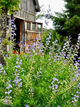 Vertical shot of Blue False Indigo flowering shrub in front of old wooden barn door