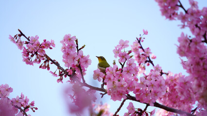 コピースペース