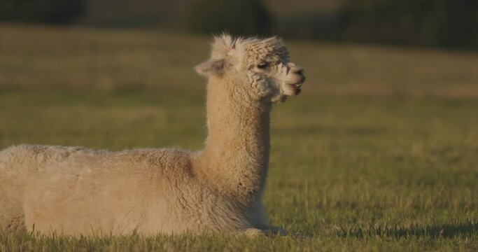 Slow-motion of an alpaca eating grass while lying on the field at sunset in the countryside