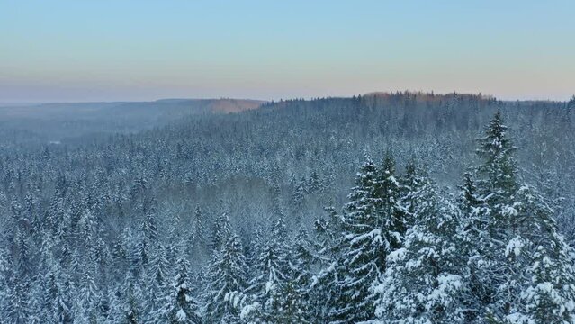 Smooth drone footage of a dense winter forest, and the snow-covered trees