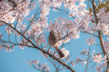 桜