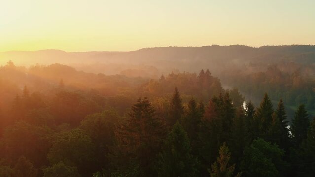 Smooth drone footage over a foggy forest with evergreen trees and a lake, at the sunrise
