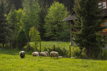 livestock sheep graze on a green meadow in the country