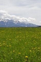 beautiful spring view on green meadow with dandelions and tatras mountains