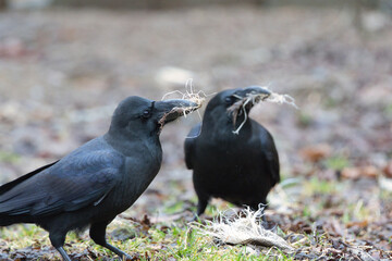 カラスの巣材集め