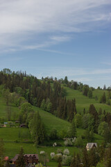 beautiful spring view on green forest hills