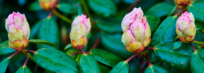 Rhododendron is a genus of 1,024 species of woody plants in the heath family, either evergreen or...