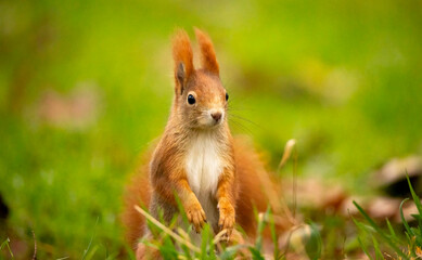 Beautiful squirrel sitting in the leaves and holding a nut.