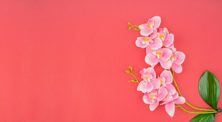 The Orchid of pink color and branches with green leaves from above on red background.