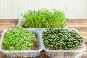 microgreens in transparent trays, young sprouts of different plants: mustard, radishes, dill, diet and healthy eating