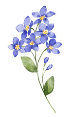 Fototapeta na wymiar Flower for greeting card, invitation, poster, wedding decoration. Illustration isolated on white.
