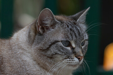 La gata e suo sguardo