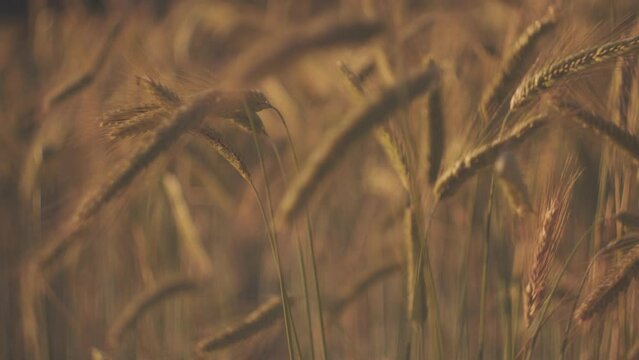 A golden field of corn moving in the wind on a sunny day in Devon, UK