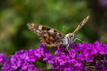 A butterfly is feeding on a purple flower.