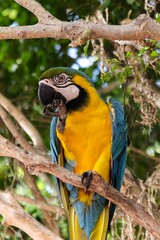 SOUTH AMERICAN YELLOW PARROT FROM COLOMBIA SIDE