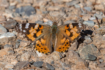 A painted-lady butterfly is resting on the ground. 