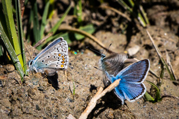 The common blue butterfly or European common blue (Polyommatus icarus).