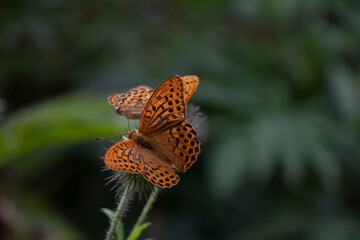 Two Silver-washed Fritillary butterflies on a plant. 