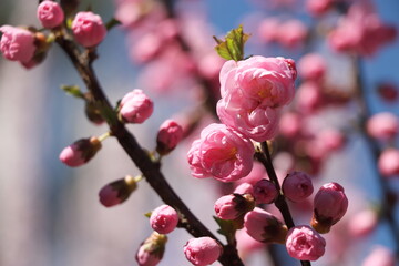 Fototapeta na wymiar Flower blossom