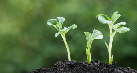 Close-up of group of young green sprouts growing from the soil on a blurred background. ?rganic gardening, farming. Seedling growth. Spring time background