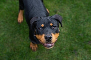 Closeup of a Rottweiler in a green park