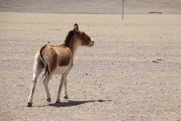 Wild donkey baby in Tibet