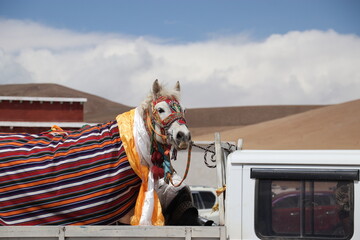 Horse in fancy clothes