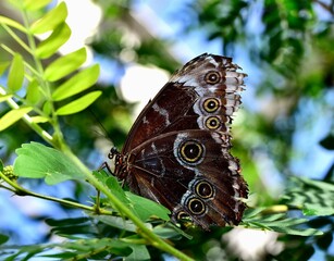Closeup of a blue morpho butterfly on the green plant