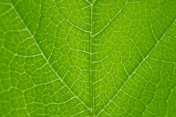 Macro texture of green leaf