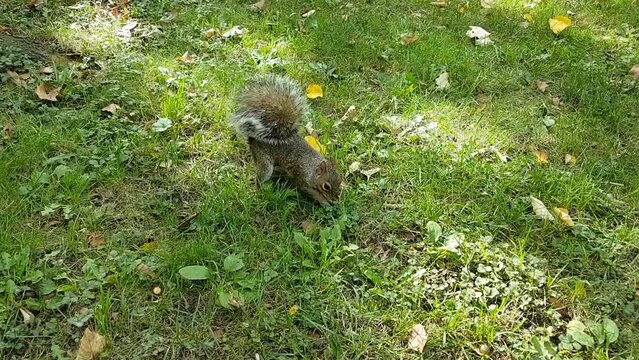squirrel playing on the green lawn in the park