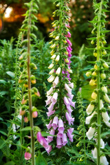 The foxgloves in the garden. Colorful foxgloves - digitalis purpurea.