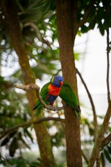 Vertical selective focus of a True parrot standing on a tree branch with open wings