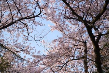 blossom in spring