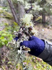 a person holds up an insect that is eating some plants