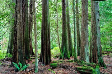 the trees in the forest are covered with mosses and ferns