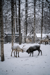 Naklejka premium Reindeer farm in Lappland Finland 