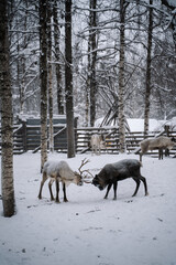 Reindeer farm in Lappland Finland 