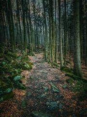 Vertical shot of a pathway in a forest on a gloomy day in Poland