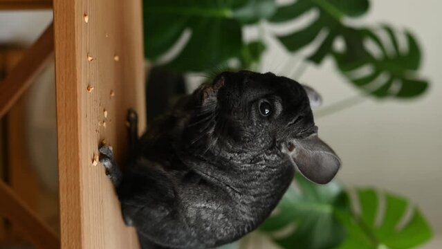 Black chinchilla standing on table