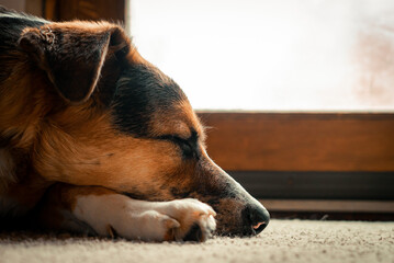 Lazy Australian Shepard Dogs Relaxing Inside a messy house on a sunny afternoon
