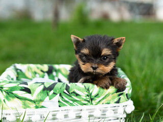 A little Yorkshire Terrier Puppy Sitting in a white wicker basket on Green Grass. Cute dog. Copy space for text