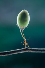 The power of weaver ant, Oecophylla lift Mimusop elengi  fruit