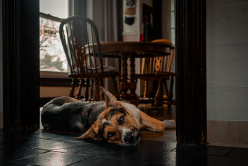 Lazy Australian Shepard Dogs Relaxing Inside a messy house on a sunny afternoon