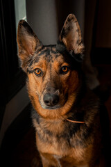 Lazy Australian Shepard Dogs Relaxing Inside a messy house on a sunny afternoon
