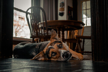 Lazy Australian Shepard Dogs Relaxing Inside a messy house on a sunny afternoon