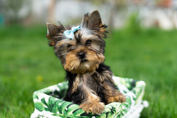 A little Yorkshire Terrier Puppy Sitting in a white wicker basket on Green Grass. Cute dog. Copy space for text
