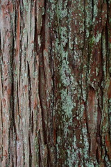 Fototapeta premium 木、テクスチャー、背景、木肌、山道、根、苔、自然、