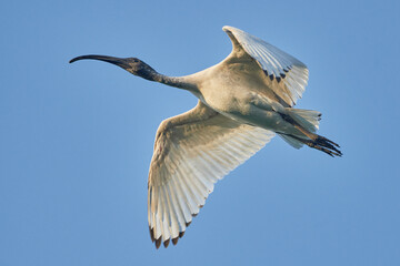Australian white ibis in flight over Brisbane, Queensland, Australia.