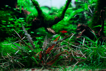aquascape, aquascaping, hardscape, aquarium, hardmade, natureaquarium, green, nature, plant, fish, aquarium, shrimp, moss, fern, cryptocoryne, driftwood, roots, riccia, bubbles